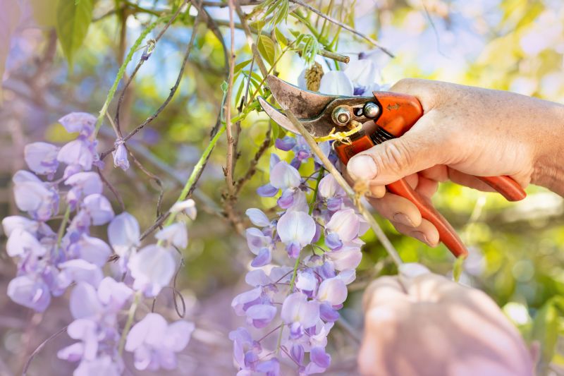 Juniper Shrub Pruning