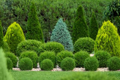 Healthy Shrubs in a Garden