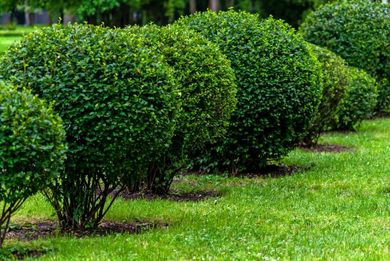 Pruned Shrubs in Winter