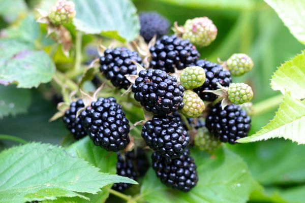 Blackberry Bush Removal in Athens