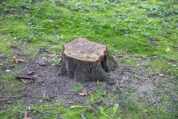 Bush Stump Removal in Athens