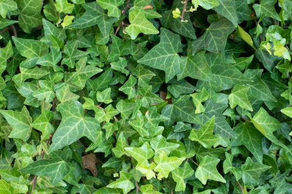 Cost of English Ivy Removal in Athens