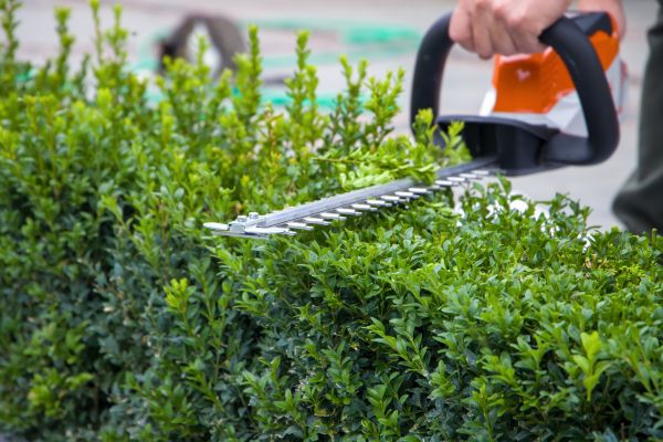 Hedge Pruning in Athens
