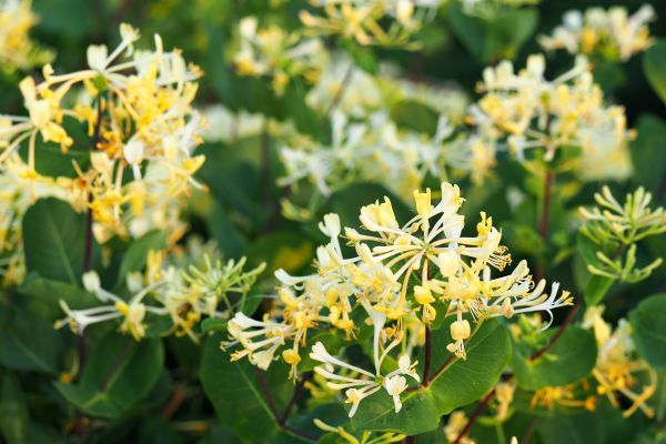 Cost of Honeysuckle Removal in Athens