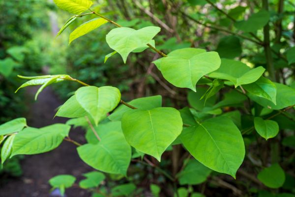 Cost of Invasive Plant Removal in Athens