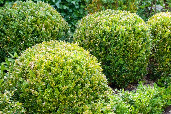 Cost of Landscape Trimming Service in Athens