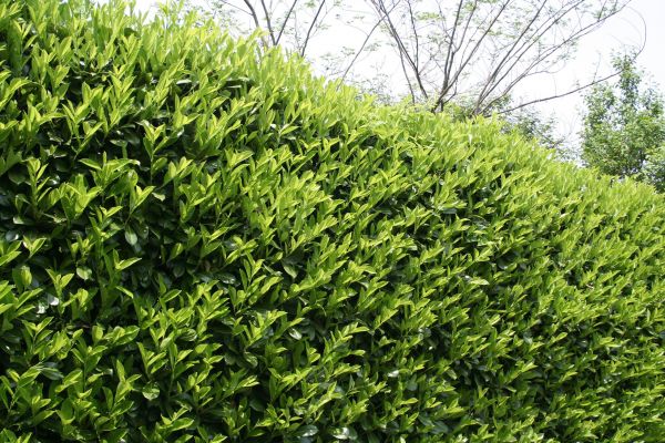 Cost of Laurel Removal in Athens