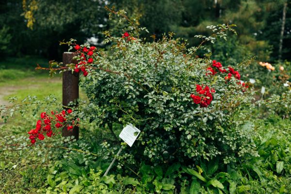 Cost of Rose Bush Removal in Athens