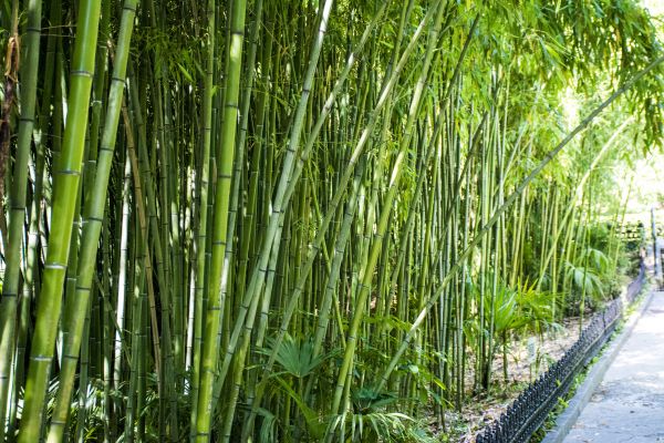 Cost of Bamboo Root Removal in Athens