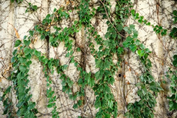 Cost of Vine Removal Service in Athens