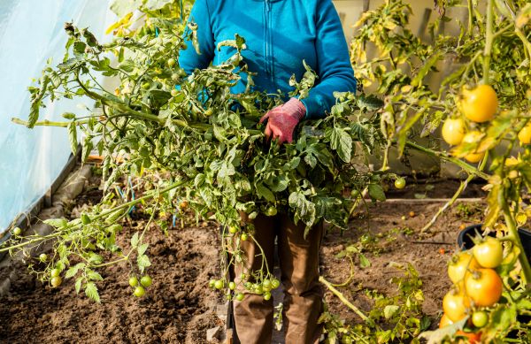 Cost of Garden Plant Removal in Athens