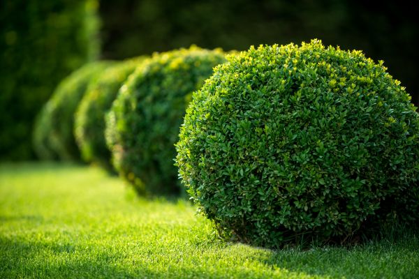 Bush Pruning in Athens