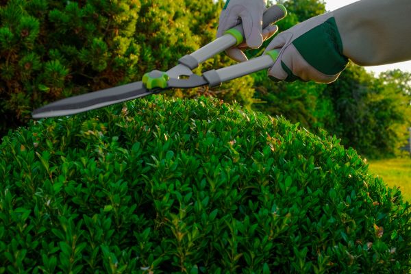 Cost of Topiary Shearing in Athens