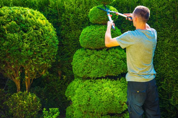 Cost of Topiary Shaping in Athens