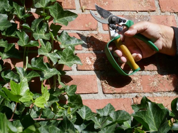 Cost of Ivy Removal Service in Athens