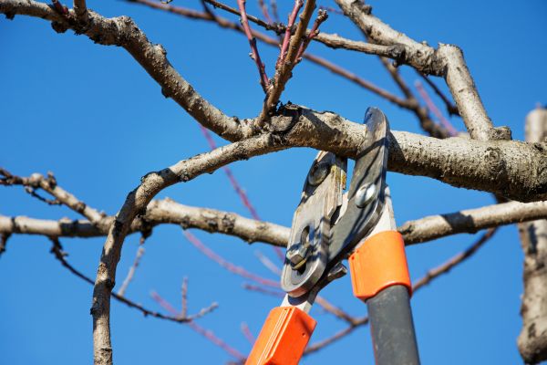 Cost of Selective Pruning in Athens