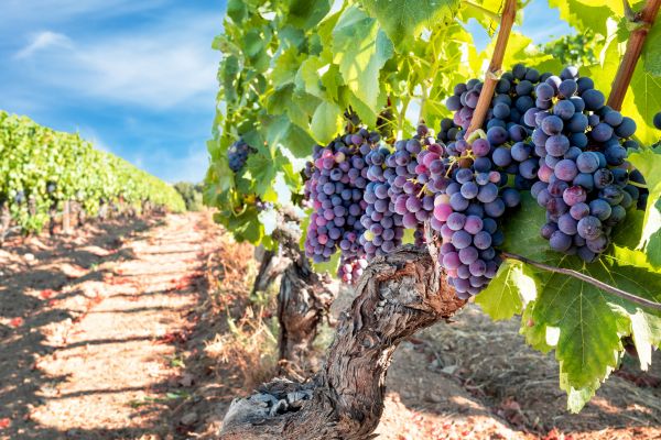 Grapevine Pruning in Athens