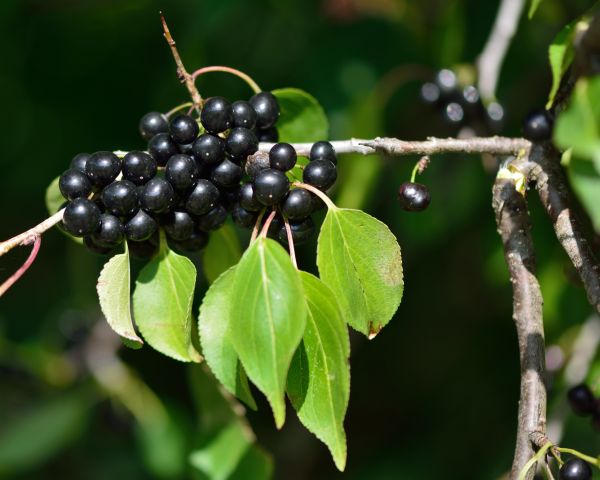 Cost of Buckthorn Removal in Athens