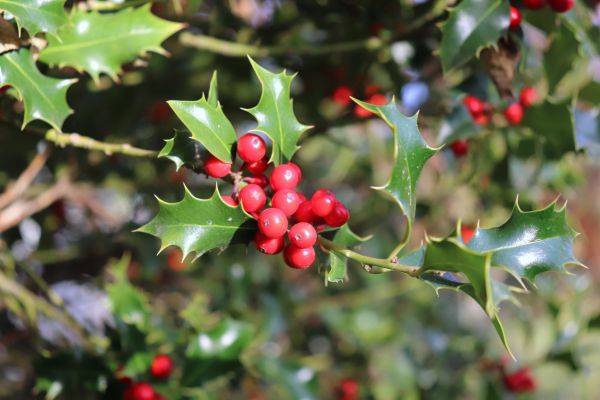 Cost of Holly Tree Trimming in Athens