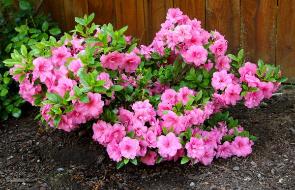 Cost of Azaleas Removal in Athens