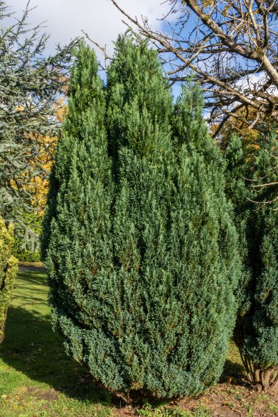 Cost of Juniper Trimming in Athens