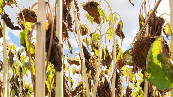 Cost of Dead Plant Removal in Athens