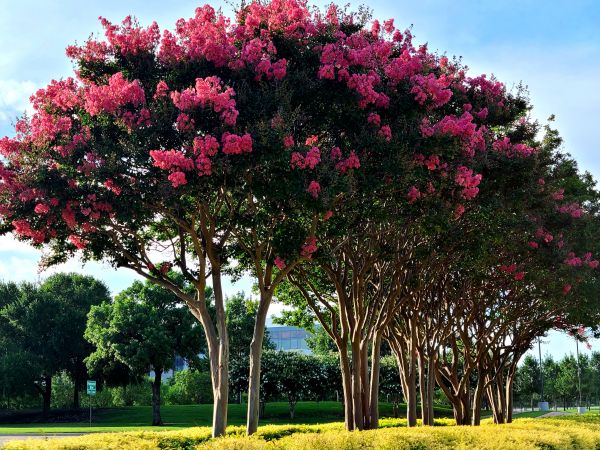 Crepe Myrtle Pruning in Athens