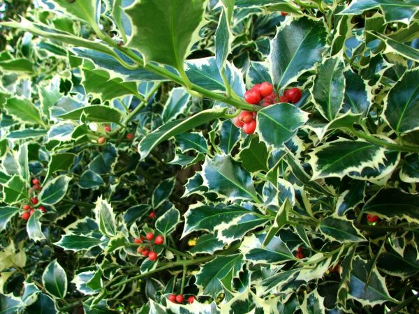 Cost of Holly Bushes Trimming in Athens