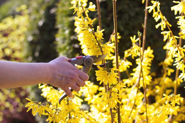 Forsythia Pruning in Athens