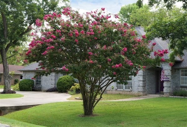 Crepe Myrtle Trimming in Athens