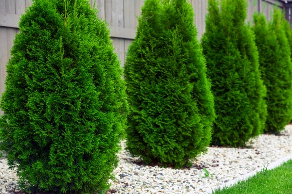 Cost of Arborvitae Removal in Athens