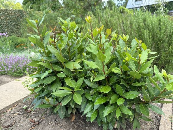 Cost of Laurel Hedge Removal in Athens