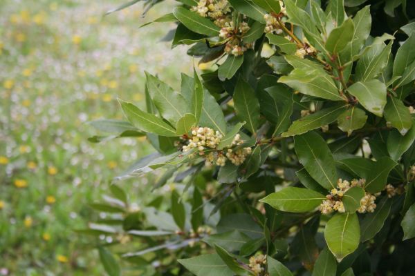 Cost of Laurel Trimming in Athens