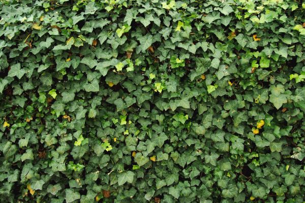 Cost of Ivy Pruning service in Athens