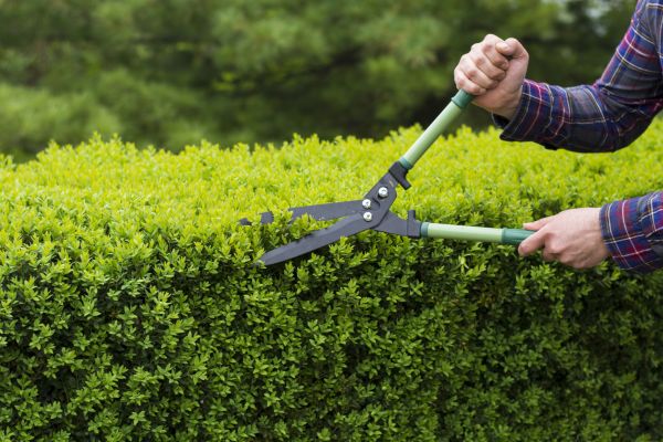 Cost of Evergreen Shrub Pruning in Athens