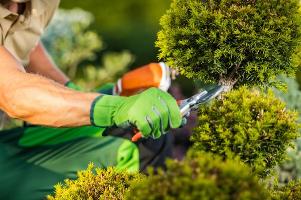 Cost of Landscape Pruning Service in Athens