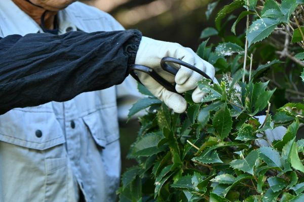 Holly Pruning in Athens