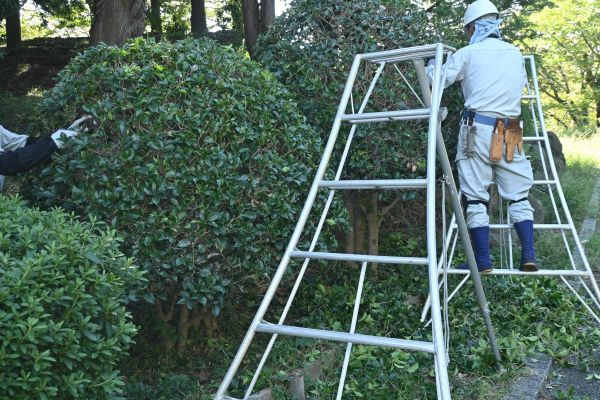 Cost of Holly Shaping in Athens