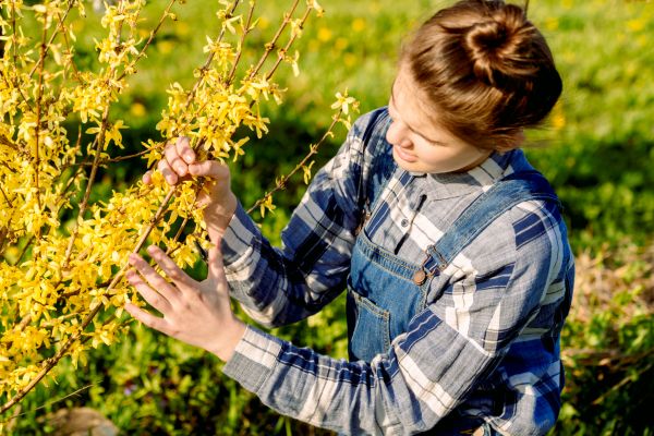 Cost of Forsythia Trimming in Athens