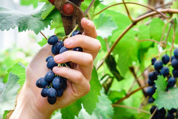 Cost of Vineyard Pruning in Athens