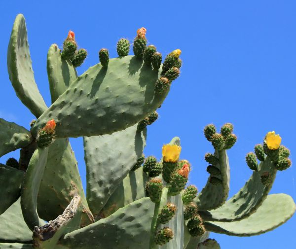 Cost of Cactus Removal in Athens