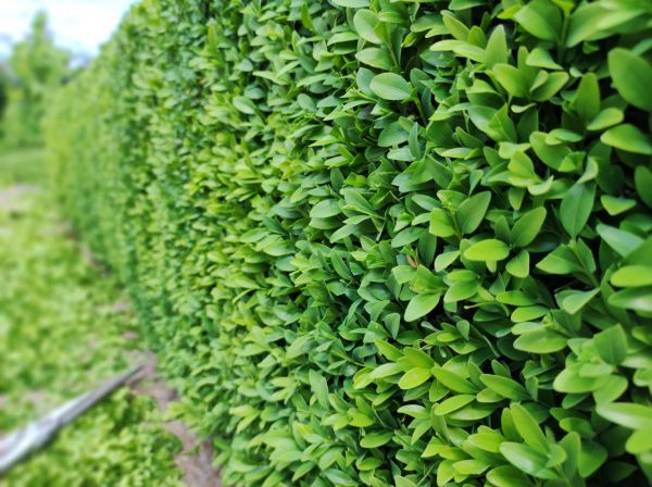 Boxwood Pruning in Athens