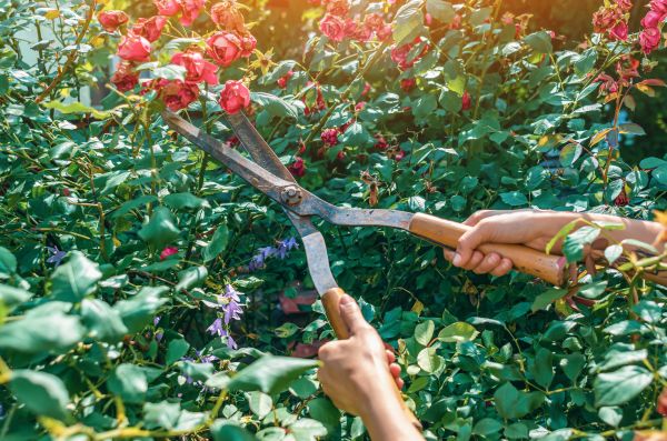 Knockout Roses Pruning in Athens