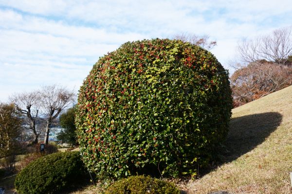 Cost of Holly Shrub Pruning in Athens
