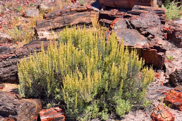 Cost of Sagebrush Removal in Athens