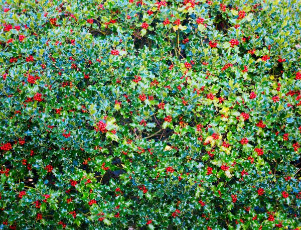 Cost of Holly Bush Removal in Athens