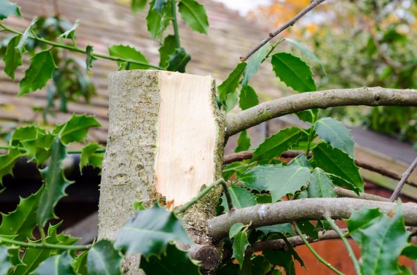 Cost of Holly Tree Removal in Athens