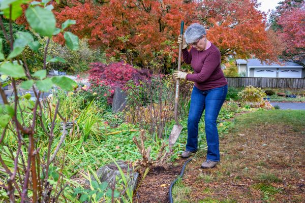 Cost of Dead Bush Removal in Athens