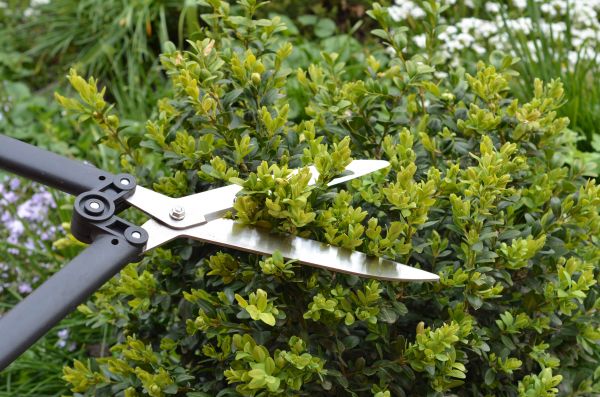 Boxwood Trimming in Athens