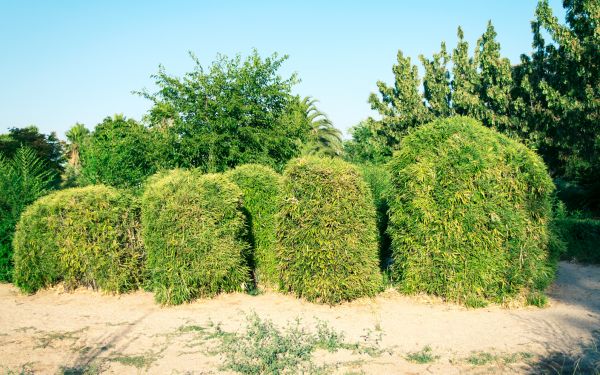 Cost of Bamboo Hedge Removal in Athens